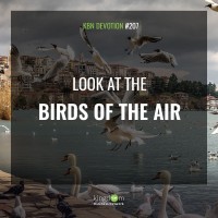Look At The Birds Of The Air 